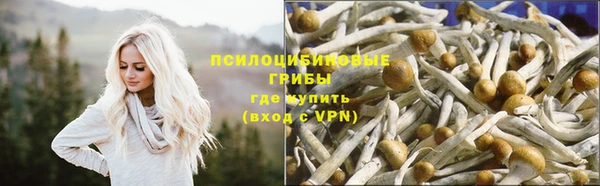 гашик Богданович